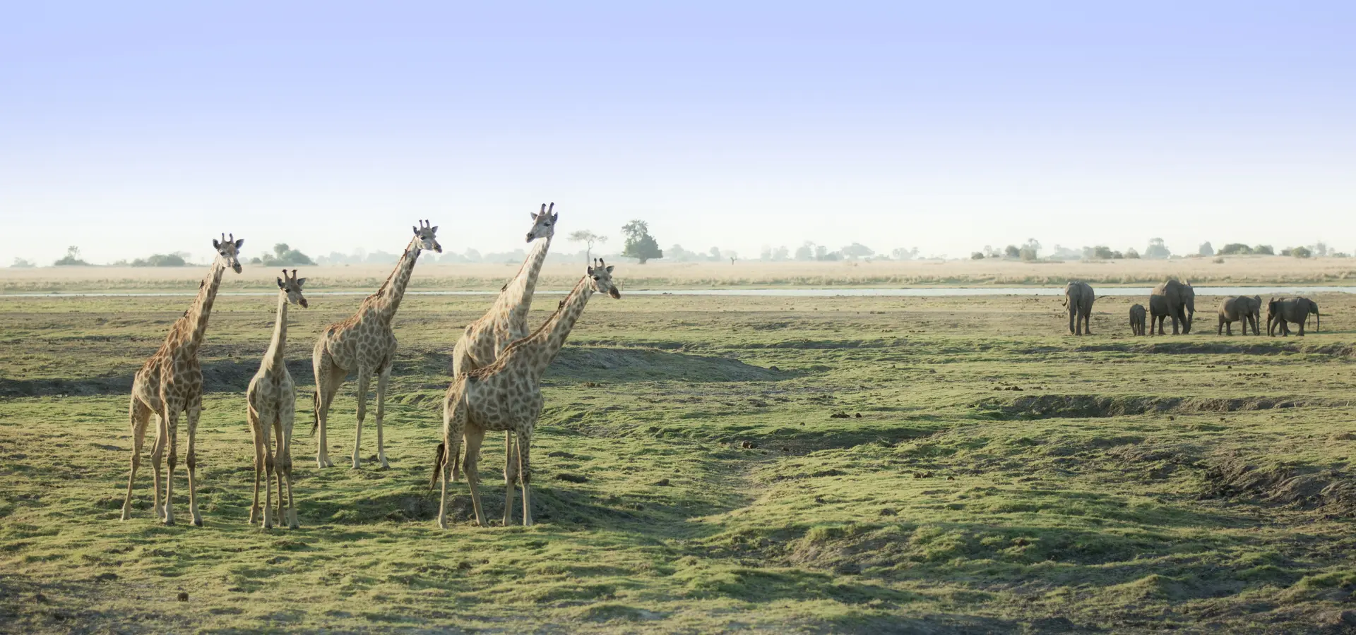 Avila reizen Botswana Okavanga delta giraffen en olifanten