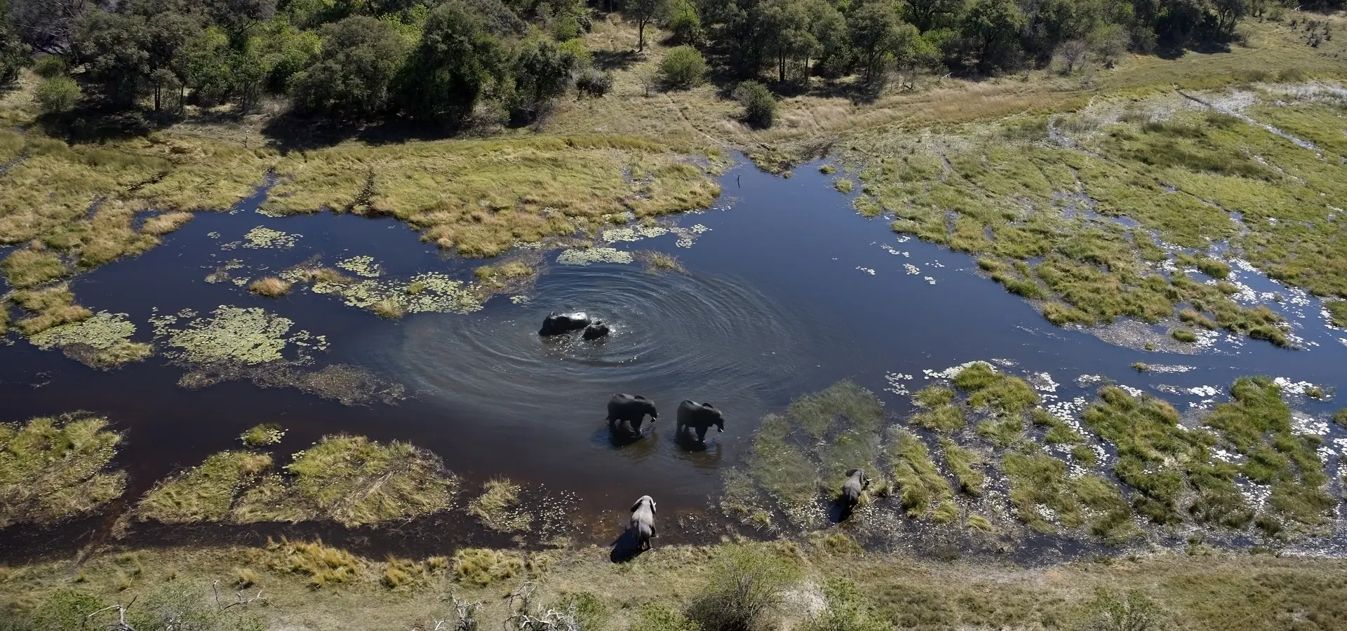 Avila reizen Botswana Okavanga delta olifanten van bovenaf