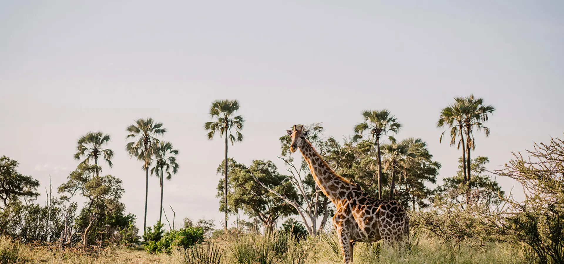 Avila reizen Botswana Okavanga delta giraffe