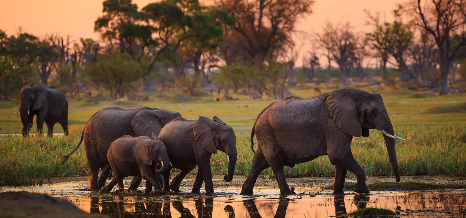 Avila reizen Botswana Okavanga delta olifanten familie