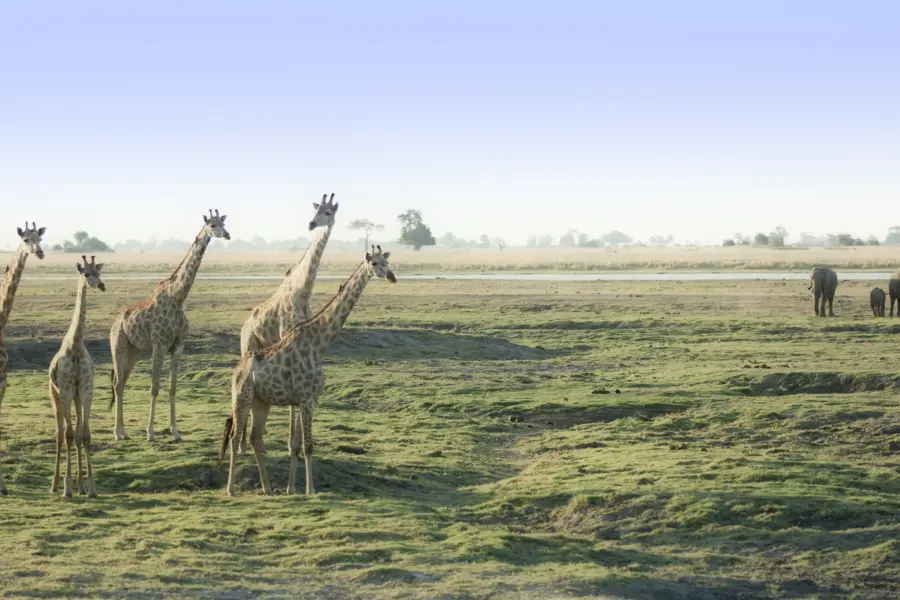 Avila reizen Botswana Okavanga delta giraffen en olifanten