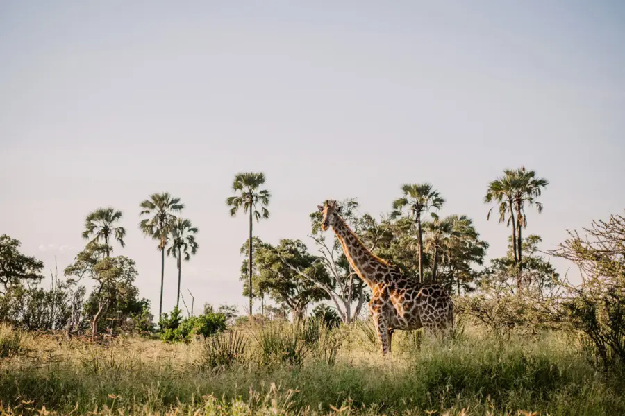 Avila reizen Botswana Okavanga delta giraffe