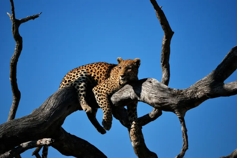 Avila reizen Botswana Okavanga delta luipaard