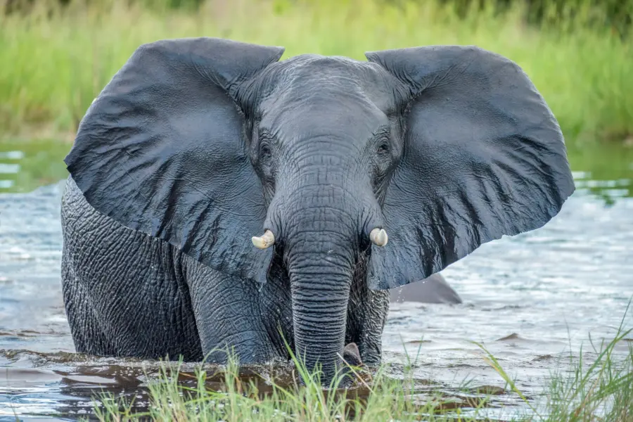 Avila reizen Botswana Okavanga delta olifant in water