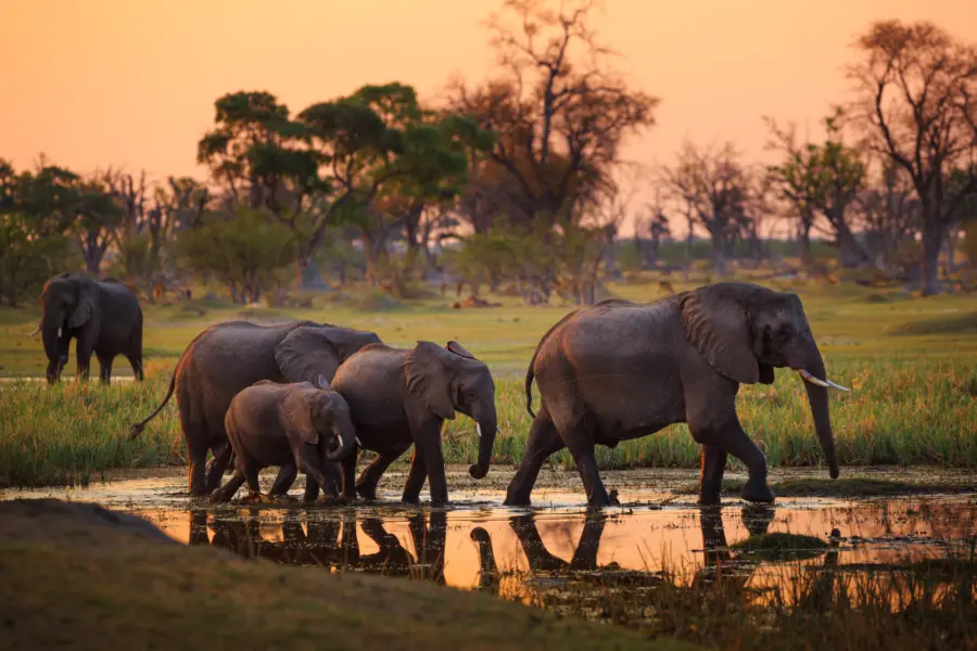 Avila reizen Botswana Okavanga delta olifanten familie