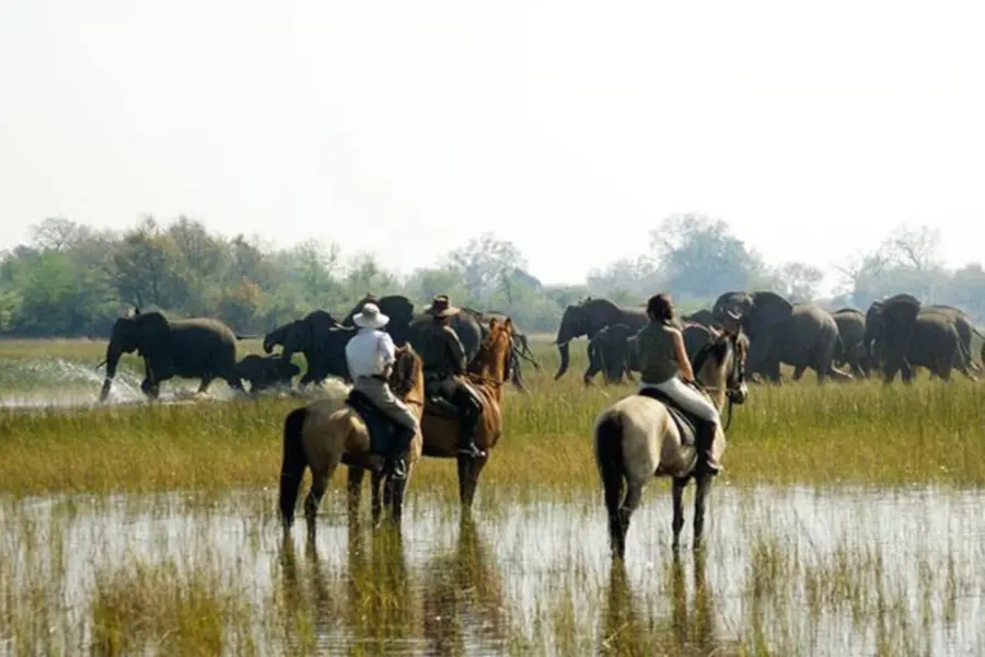 Avila reizen Botswana Okavanga delta paard safari