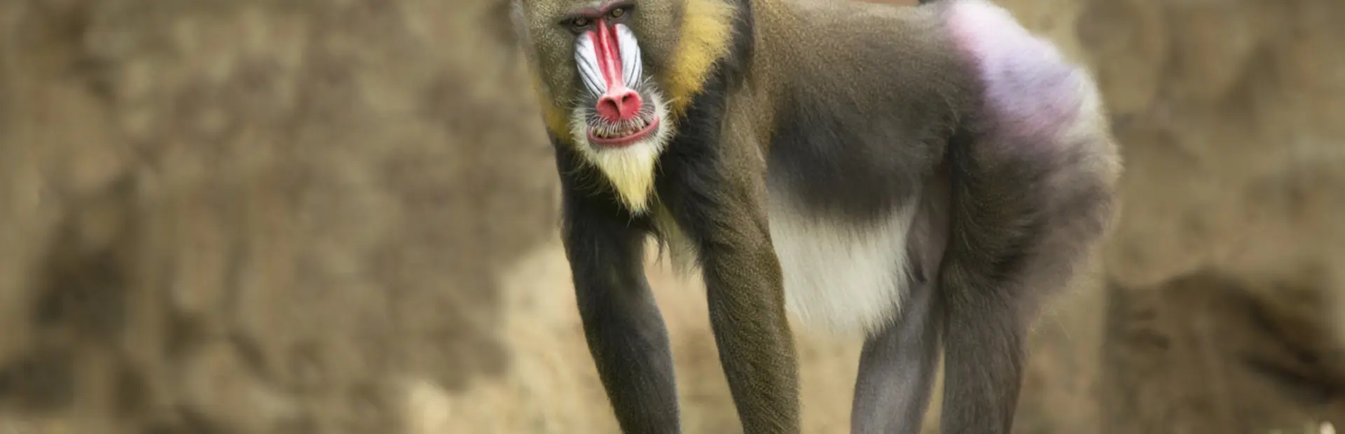 Avila Reizen Gabon Mandrill staand