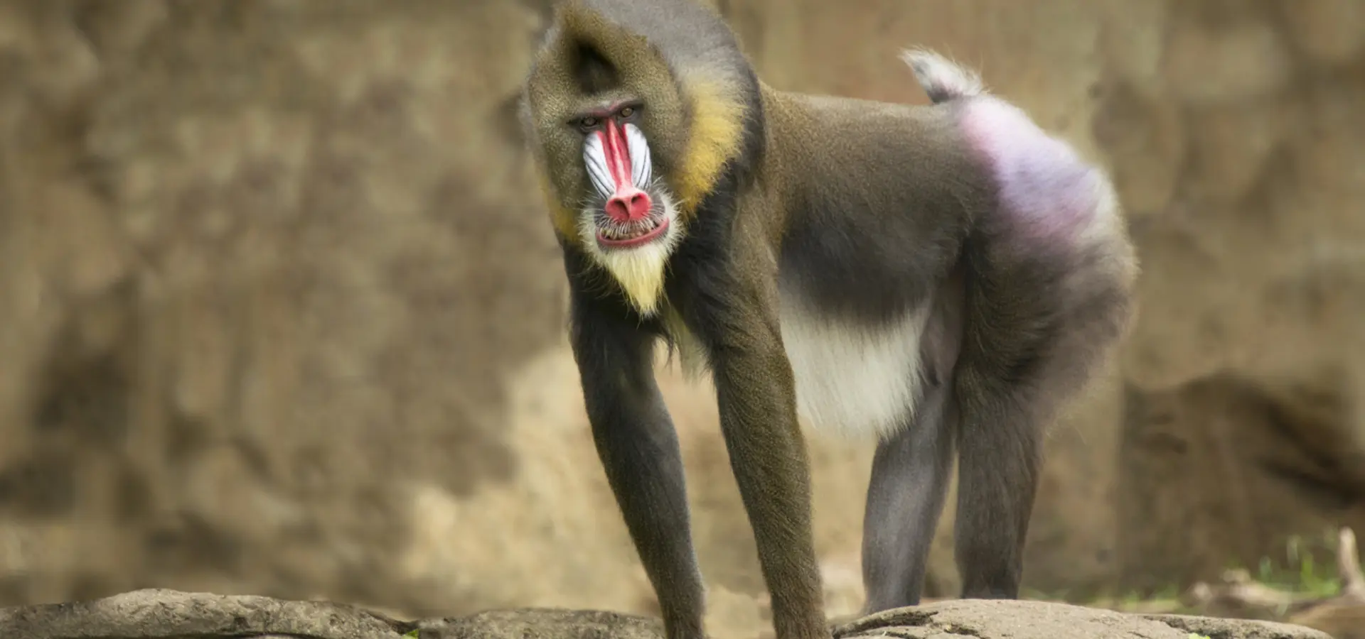 Avila Reizen Gabon Mandrill staand
