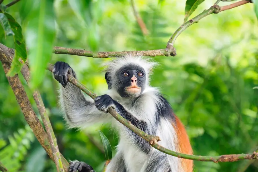 Avila Reizen Gabon aap in boom