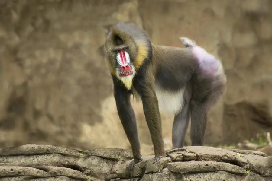 Avila Reizen Gabon Mandrill staand