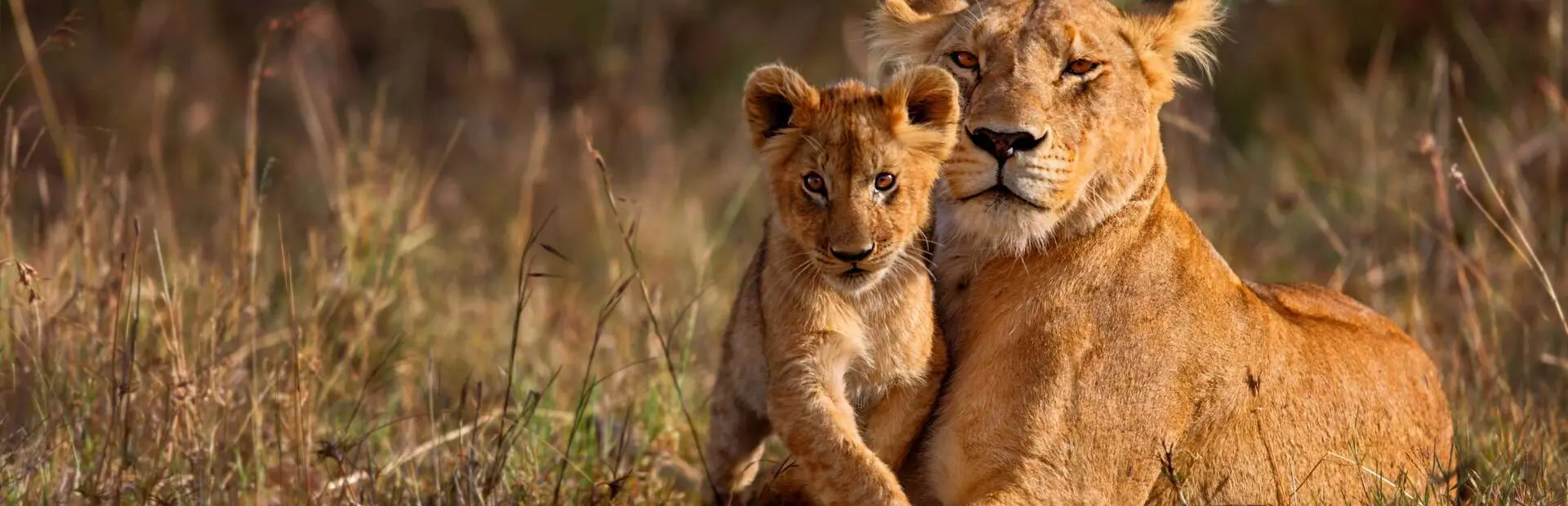 Avila Reizen Kenia Leeuw met jong