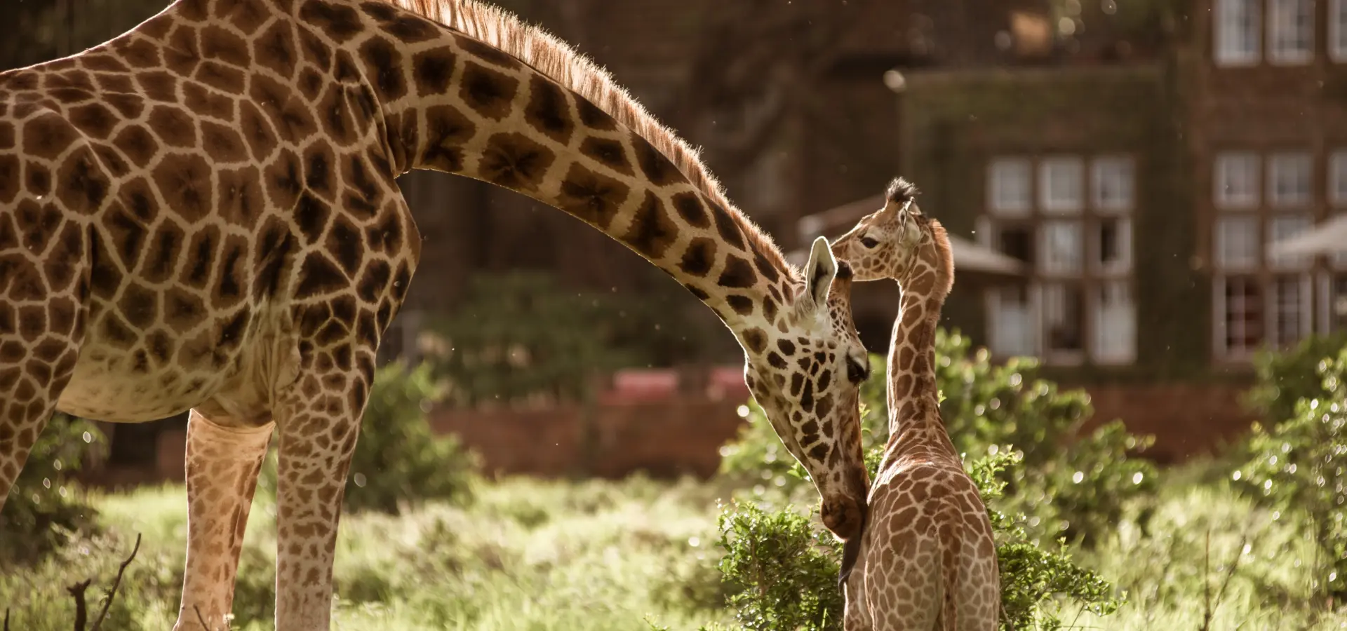 Avila Reizen - Kenia - accomodaties - giraffe manor