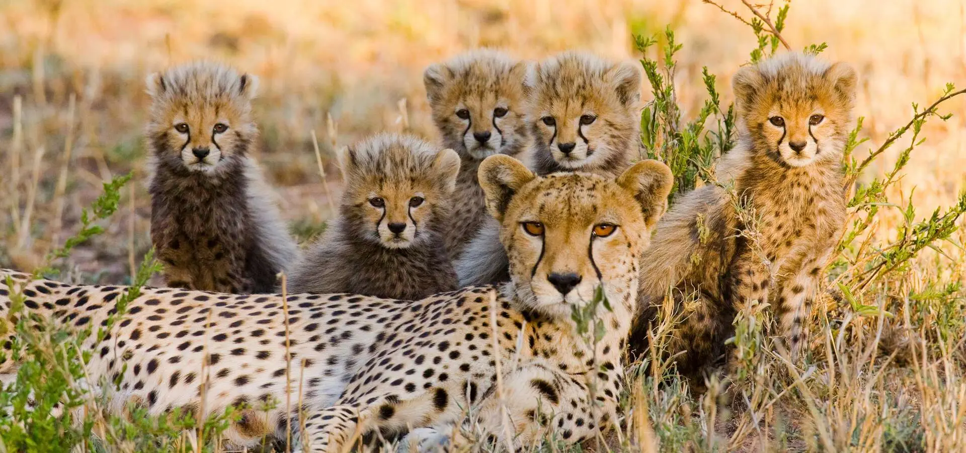 Avila Reizen Kenia cheeta