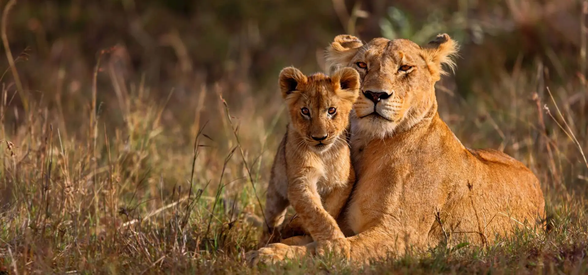 Avila Reizen Kenia Leeuw met jong