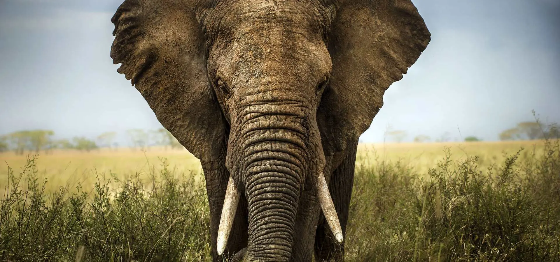 Avila Reizen Kenia olifant front closeup