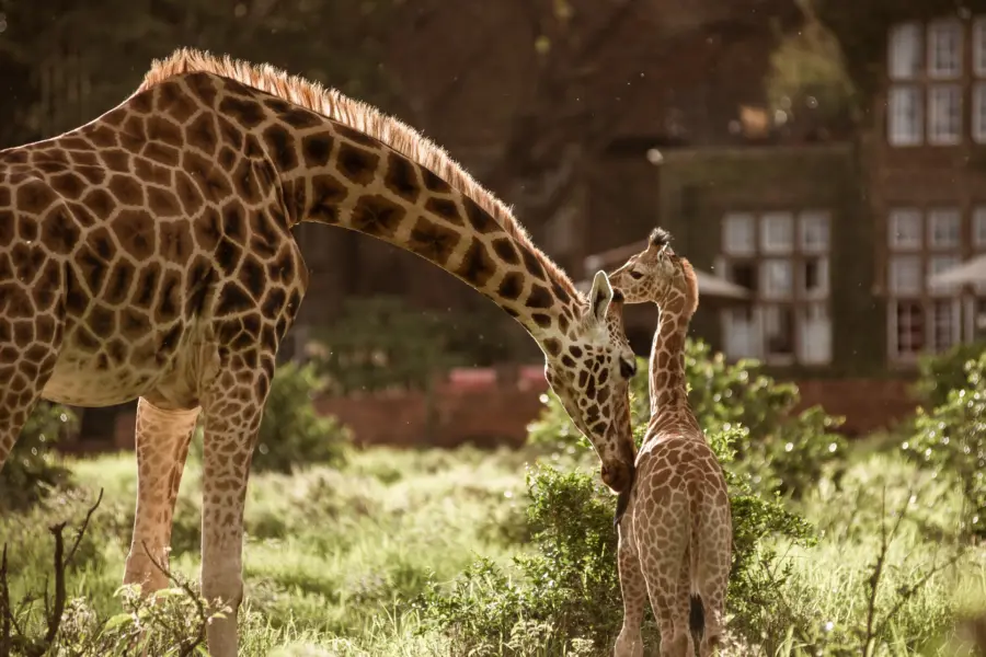 Avila Reizen - Kenia - accomodaties - giraffe manor