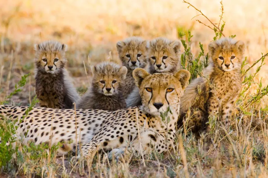 Avila Reizen Kenia cheeta