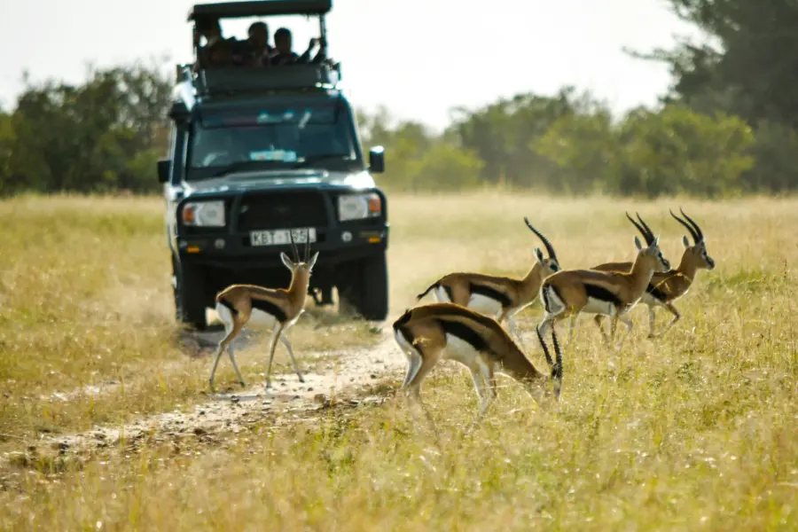 Avila Reizen Kenia gamedrive auto
