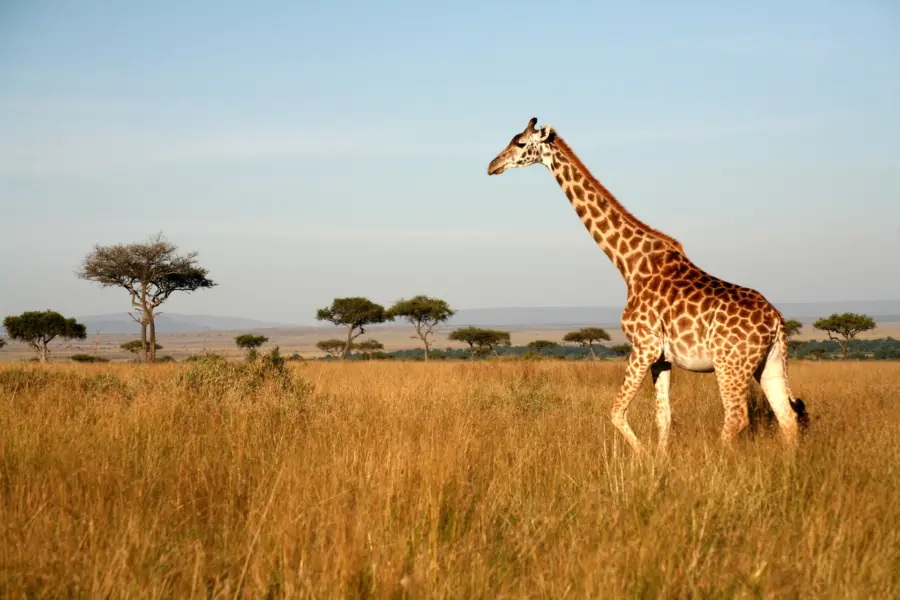 Avila Reizen Kenia Giraffe walking through the grasslands Masai Mara Kenya