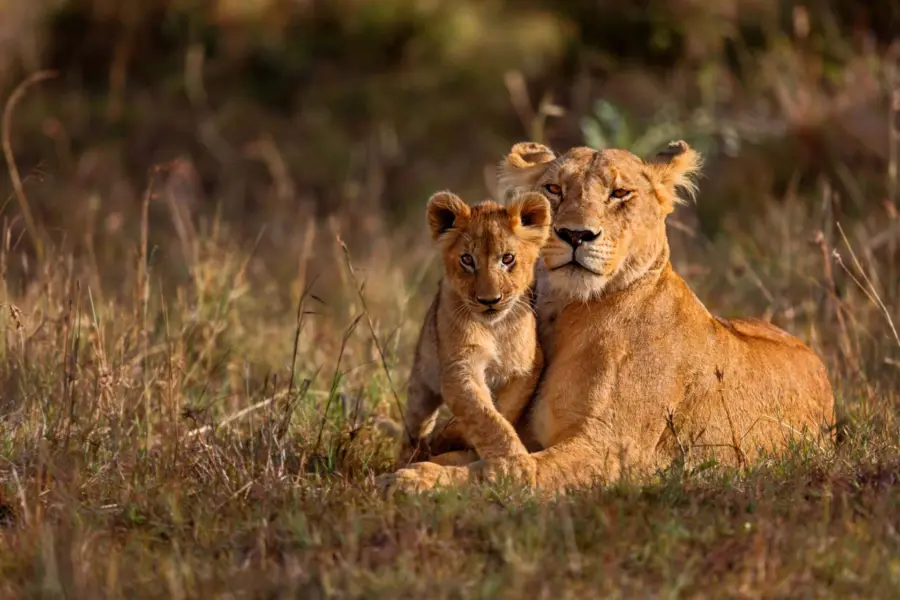 Avila Reizen Kenia Leeuw met jong