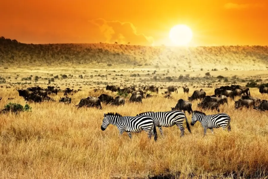 Avila Reizen Kenia Savanne