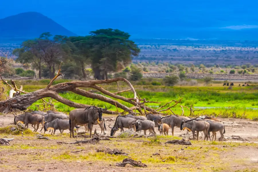 Avila Reizen Kenia wildebeest