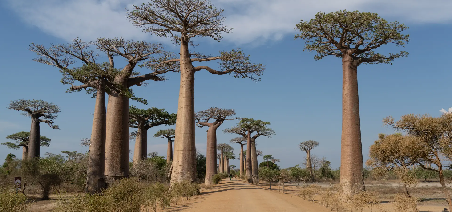 Avila Reizen Madagaskar vanaf de straat ak Avenue of the Baobabs