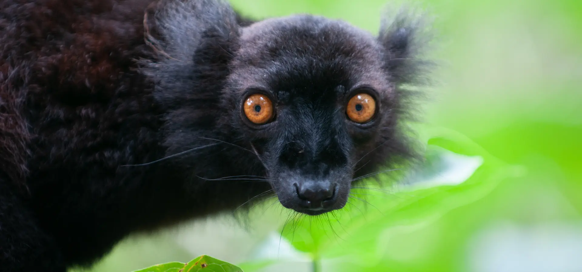 Avila Reizen madagaskar lemuur2