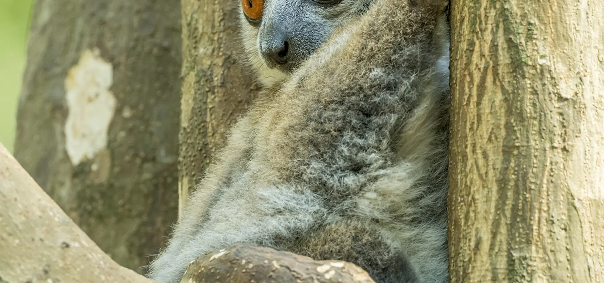 Avila Reizen madagaskar wildlife
