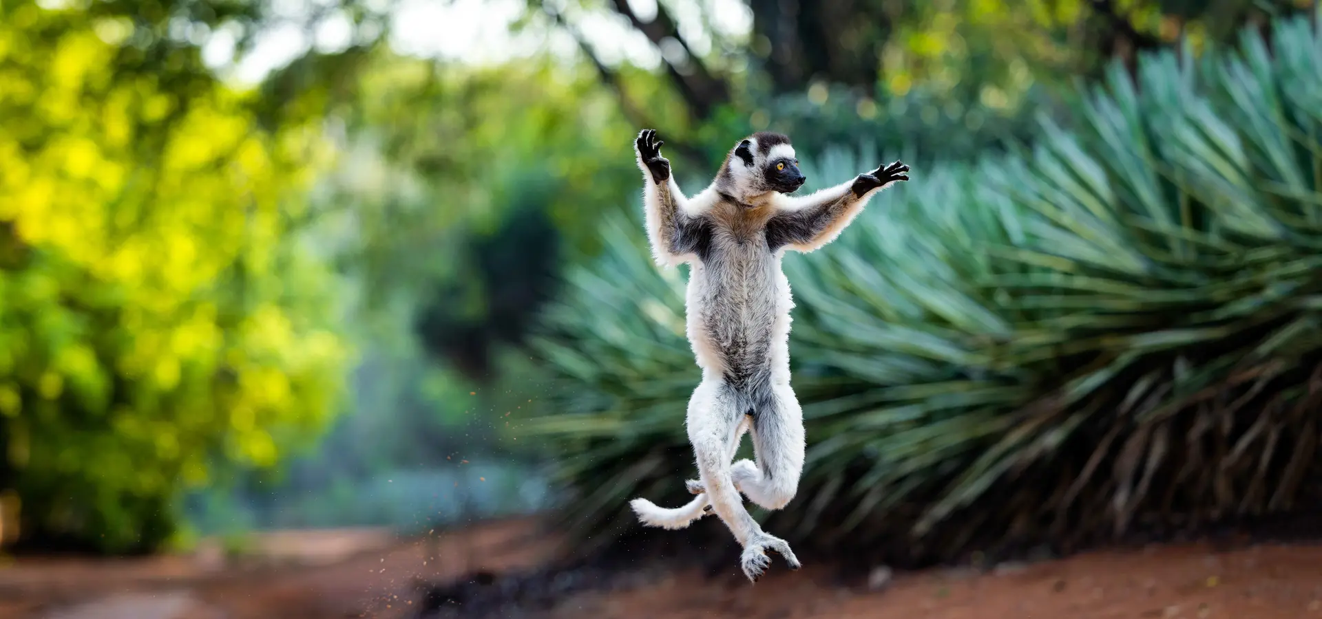 Avila Reizen madagaskar dansende lemuur