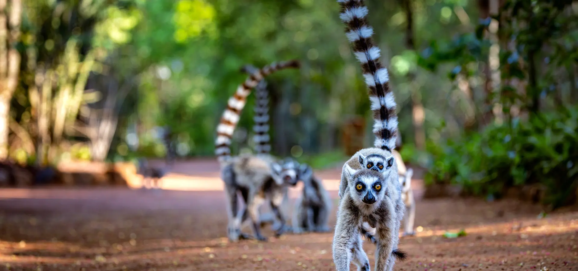 Avila Reizen madagaskar lemuren lopen met groepje
