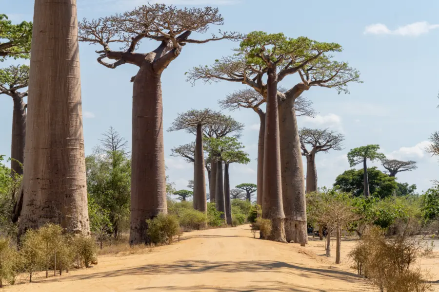 Avila Reizen Madagaskar Avenue of the Baobabs annemarie kleve