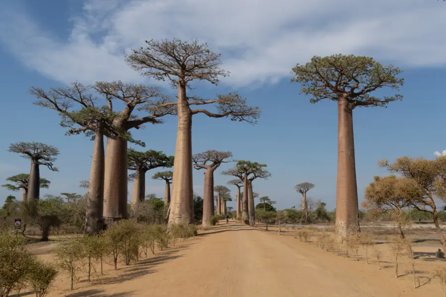 Avila Reizen Madagaskar vanaf de straat ak Avenue of the Baobabs