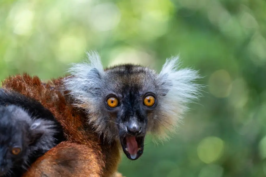 Avila Reizen Madagaskar lemuur ak