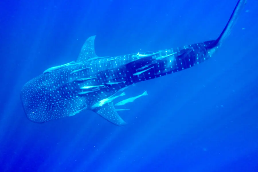 Avila Reizen walvishaai snorkelen ak