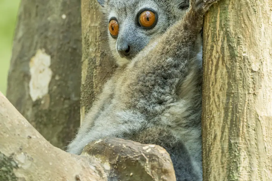 Avila Reizen madagaskar wildlife
