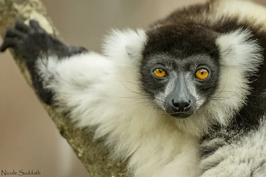 Avila Reizen madagaskar lemuur in boom close up