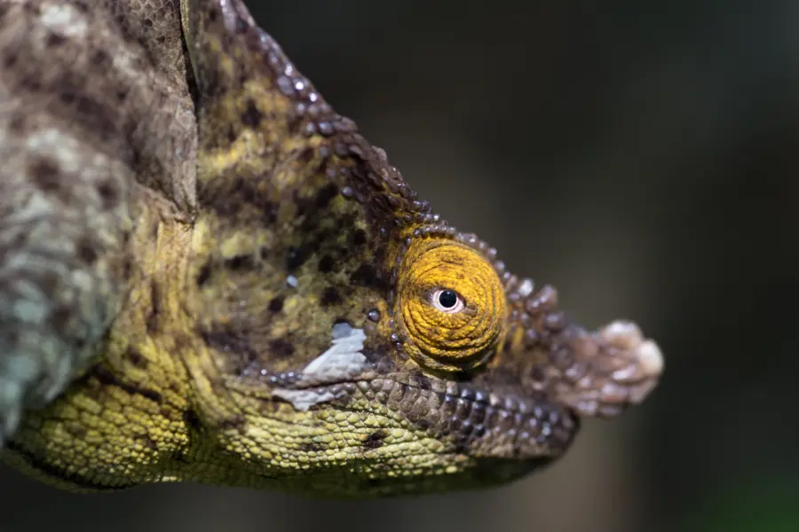Avila Reizen madagaskar bijzondere cameleon