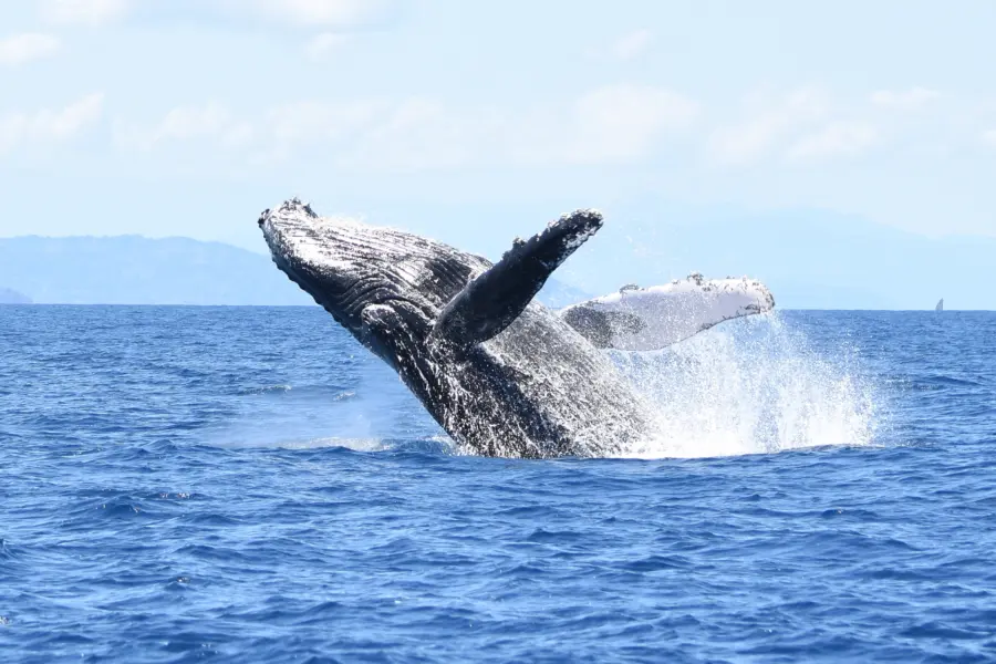 Avila Reizen madagaskar walvis jump