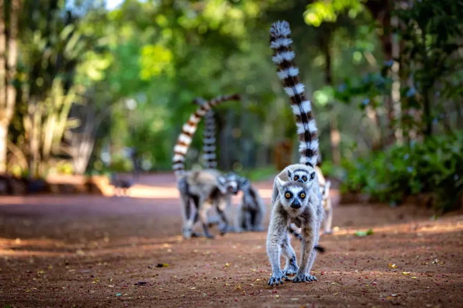 Avila Reizen madagaskar lemuren lopen met groepje