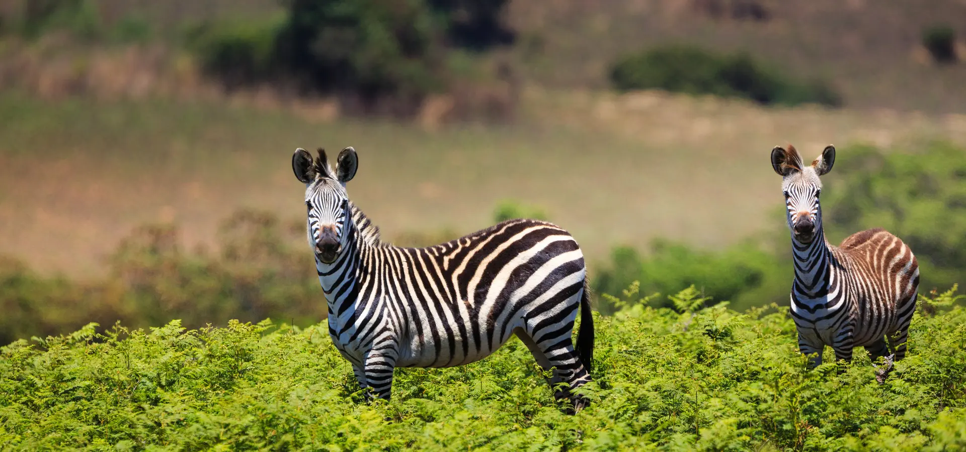 Avila Reizen Malawi Zebrapaarden samen