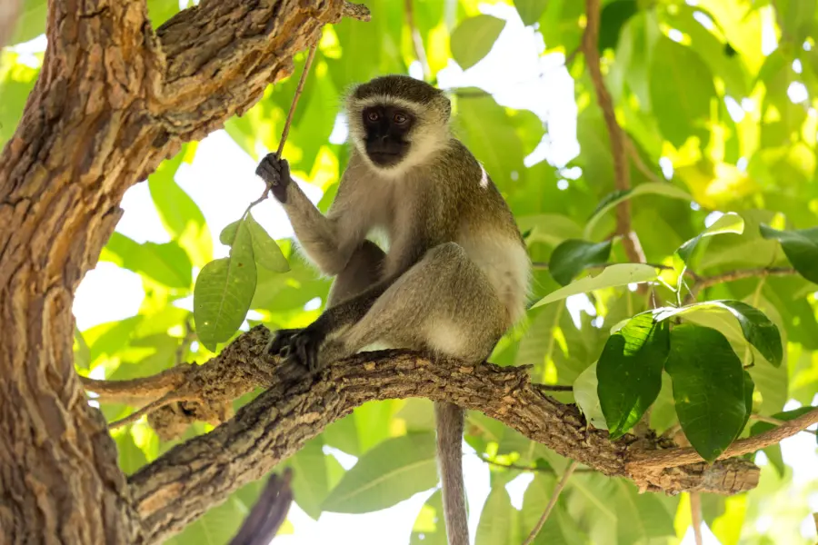 Avila Reizen Malawi Black faced vervet monkey in a tree Liwonde Malawi