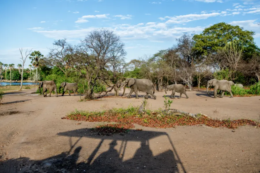 Avila Reizen Malawi Raymond Rutting olifanten met schaduw auto