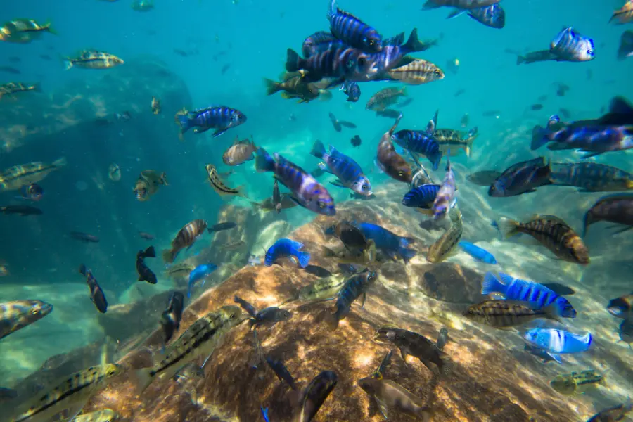 Avila Reizen Malawi Underwater of Lake Malawi Malawi