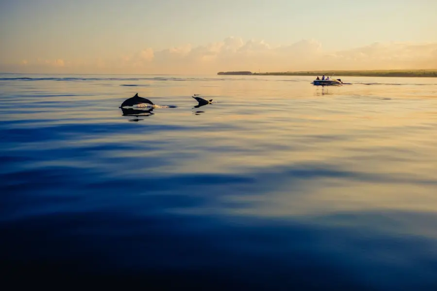 Avila reizen mauritius wildlife