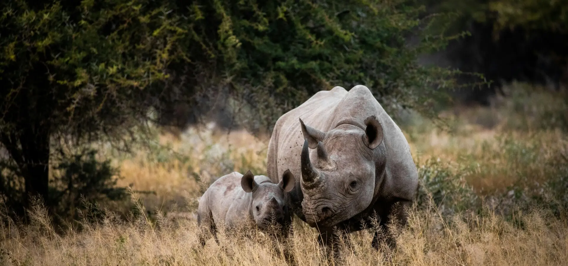 Avila Reizen Mozambique neushoorn