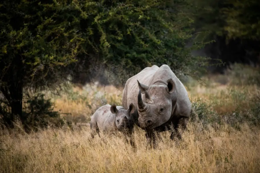 Avila Reizen Mozambique neushoorn