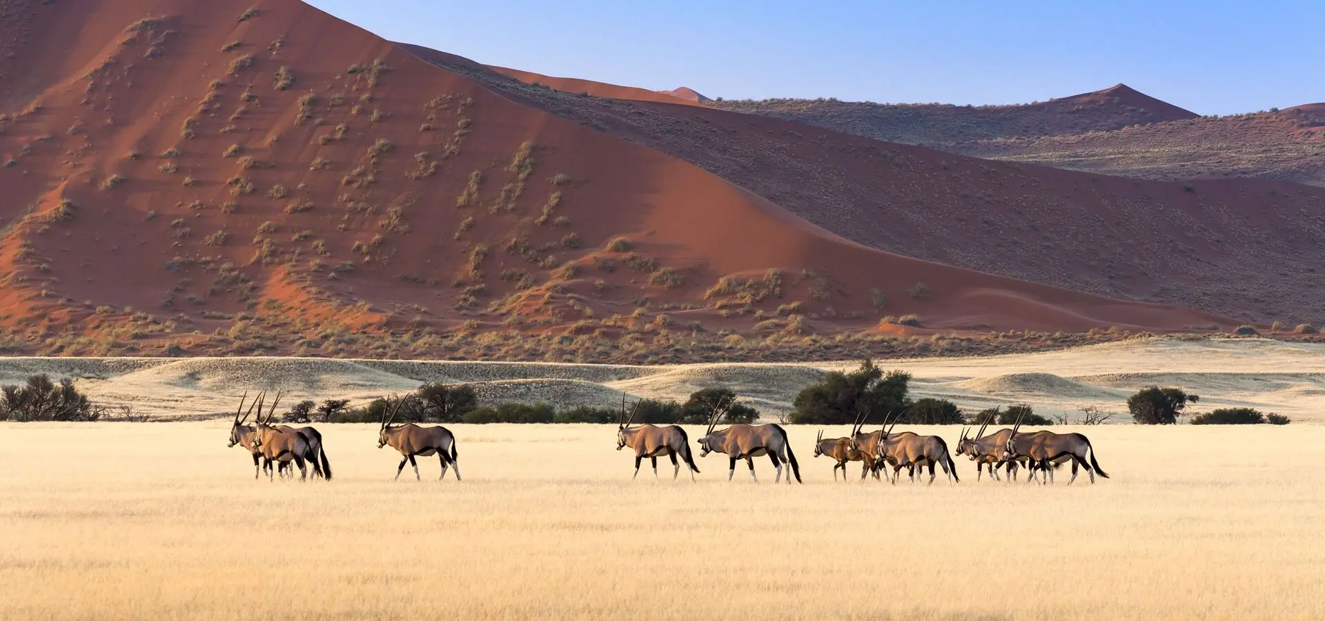 Avila Reizen Namibie Herd of Gemsbok in Sossusvlei Namibia