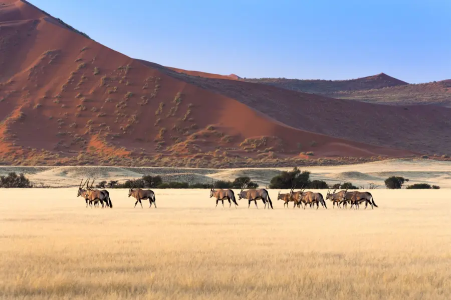 Avila Reizen Namibie Herd of Gemsbok in Sossusvlei Namibia
