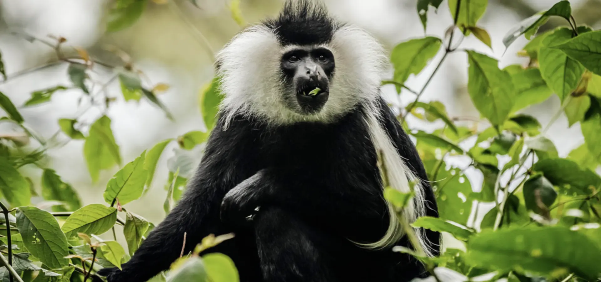 Avila Reizen Rwanda Franjeaap
